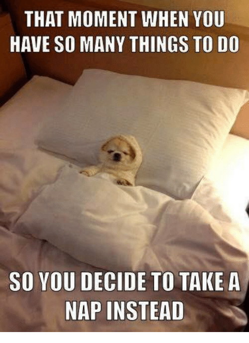 That moment when you have so much to do.. You decide to take a nap. Meme featuring dog with rolls tucked comfortably into a person's bed.