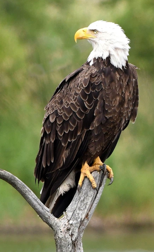 A bald eagle perched on an old Oak tree.